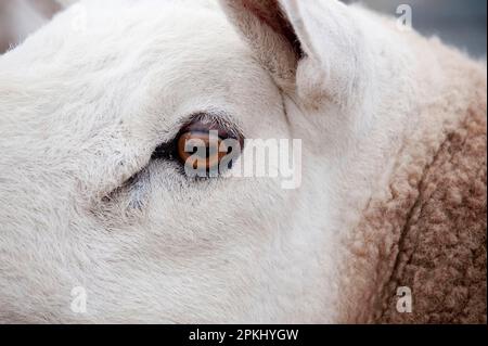 Mouton domestique, bélier de Cheviot, gros plan de la tête, Angleterre, Royaume-Uni Banque D'Images