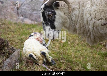 Mouton domestique, Blackface écossaise, naissance d'un agneau, brebis après avoir donné naissance, île de Mull, Écosse, printemps Banque D'Images