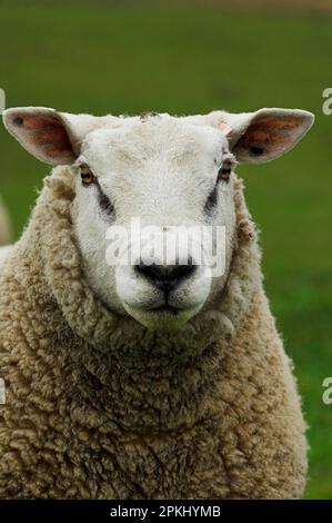 Mouton domestique, bélier de Beltex, gros plan de la tête, Angleterre, Royaume-Uni Banque D'Images