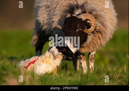 Mouton domestique, brebis de Swaledale, nettoyage de l'agneau nouveau-né dans les pâturages, Cumbria, Angleterre, Royaume-Uni Banque D'Images