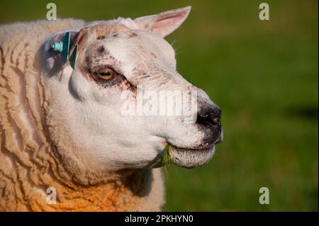 Mouton domestique, bélier Beltex, gros plan de la tête, avec des étiquettes d'oreille, des grappins, Écosse, automne Banque D'Images