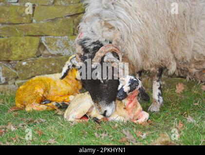 Mouton domestique, brebis de Swaledale, nettoyage nouveau-né agneaux jumeaux, Angleterre, Royaume-Uni Banque D'Images