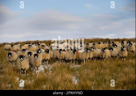 Moutons domestiques, troupeau de Swaledale, debout dans la neige patchée sur la lande, Cumbria, Angleterre, hiver Banque D'Images