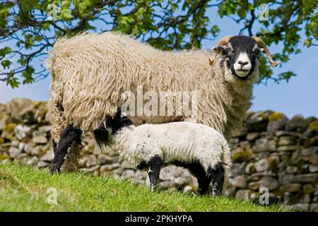 Mouton domestique, Swaledale, brebis avec agneau de lait, debout sur un pâturage près du mur de pierre sèche, Yorkshire Dales, Yorkshire, Angleterre, printemps Banque D'Images