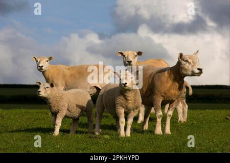 Mouton domestique, brebis Beltex avec agneaux, debout dans un pâturage, Carmarthenshire, pays de Galles du Sud, Royaume-Uni Banque D'Images