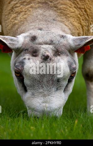 Mouton domestique, bélier de Beltex, gros plan de la tête, pâturage sur herbe courte, Cumbria, Angleterre, Royaume-Uni Banque D'Images