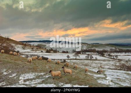 Des moutons domestiques, des brebis noires écossaises, affluent sur des pâturages enneigés, Whitewell, Lancashire, Angleterre, hiver Banque D'Images