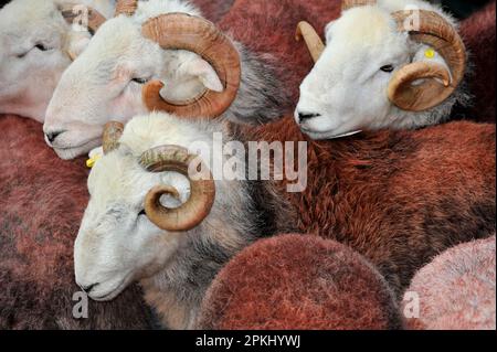 Mouton domestique, béliers Herdwick, troupeau à la vente annuelle de tup, Broughton dans Furness, Lake District, Cumbria, Angleterre, Royaume-Uni Banque D'Images