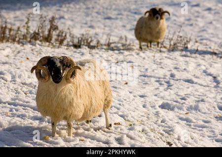 Moutons domestiques, béliers écossais Blackface, debout sur des pâturages enneigés, Pitlochrey, Perthshire, Écosse, hiver Banque D'Images