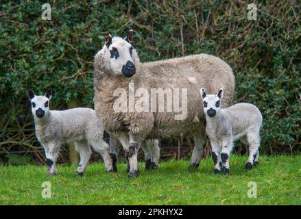 Mouton domestique, Kerry Hill, brebis avec agneaux, debout dans le pâturage, Longridge, Lancashire, Angleterre, Royaume-Uni Banque D'Images