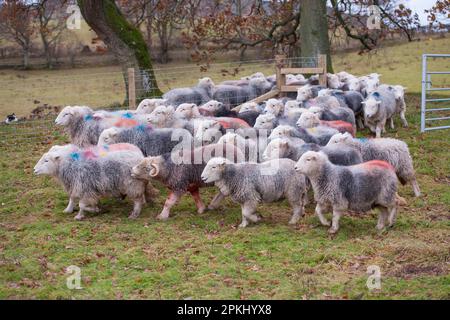 Le mouton domestique, les brebis d'Herdwick, se promeuvent à travers la passerelle dans les pâturages, Lake District N. P. Cumbria, Angleterre, Royaume-Uni Banque D'Images