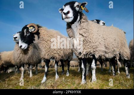 Moutons domestiques, Swaledale, brebis, troupeau debout sur la lande, Cumbria, Angleterre, Royaume-Uni Banque D'Images