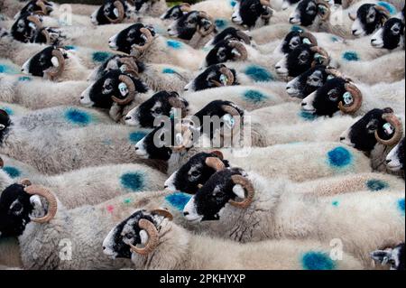 Moutons domestiques, brebis de Swaledale, troupeau étant déplacé, Angleterre, Royaume-Uni Banque D'Images