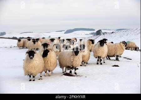 Mouton domestique, chantage écossais, script Hexham, troupeau, debout dans la neige, Près du mur d'Hadrien, Northumberland, Angleterre, hiver Banque D'Images