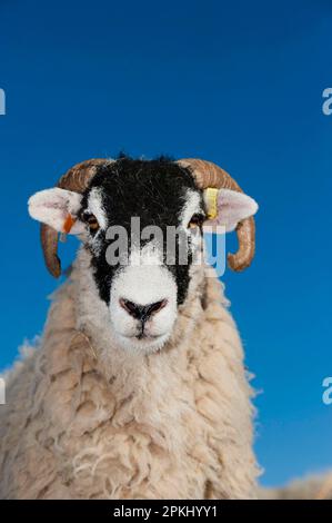 Mouton domestique, Swaledale, brebis, gros plan de la tête, sur la lande, Cumbria, Angleterre, Royaume-Uni Banque D'Images