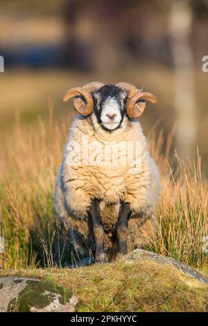 Mouton domestique, Blackface écossaise, bélier, debout sur le rocher, montagnes des Grampians, Aberdeenshire, Highlands, Écosse, Royaume-Uni Banque D'Images