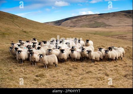 Mouton domestique, brebis noires écossaises, troupeau debout sur la colline avant l'agnelage, Angleterre, Royaume-Uni Banque D'Images