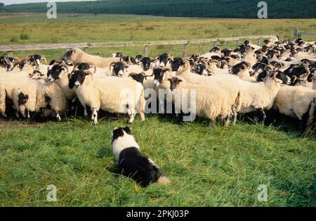 Ferme de moutons, Border Collie, troupeau écossais de Blackface, Northumberland, Angleterre, Royaume-Uni Banque D'Images