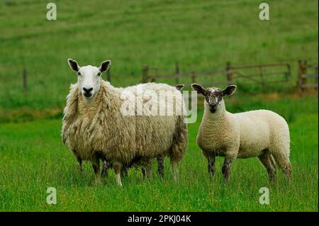 Mouton domestique, breed croisé Cheviot mule ewe, avec des agneaux suffolk sired, Hawick, Borders, Écosse, Royaume-Uni Banque D'Images