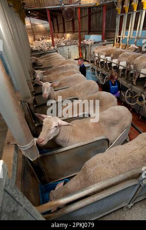 Moutons domestiques, brebis de Frise, troupeau étant laited dans le salon de traite, Chipping, Lancashire, Angleterre, Royaume-Uni Banque D'Images