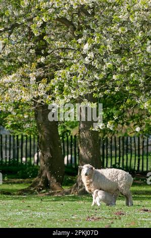 Mouton domestique, Romney Marsh, brebis avec agneau, lait, avec cerisier sauvage (Prunus avium) en fleur, Kent, Angleterre, printemps Banque D'Images