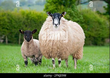 Mouton domestique, mule hogg avec agneau siré au Suffolk à pied, debout dans un pâturage, Angleterre, Royaume-Uni Banque D'Images