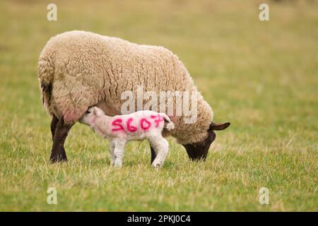 Mouton domestique, Suffolk mule brewe avec lait d'agneau de quatre jours, avec numéro d'identification pulvérisé sur l'agneau, Suffolk, Angleterre, Royaume-Uni Banque D'Images