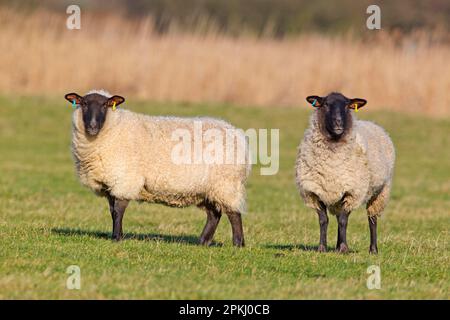 Mouton domestique, mules du Suffolk, deux brebis, debout dans un marais de pâturage côtier, Suffolk, Angleterre, Royaume-Uni Banque D'Images