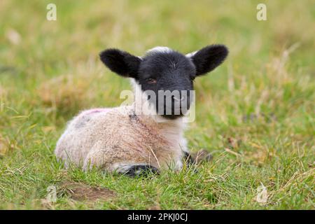 Mouton domestique, agneau de la mule du Suffolk, quatre jours, repos dans le pâturage, Suffolk, Angleterre, Royaume-Uni Banque D'Images