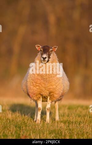 Mouton domestique, lewe mule, debout dans les pâturages, Suffolk, Angleterre, Royaume-Uni Banque D'Images