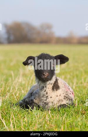 Mouton domestique, mule de Suffolk, agneau, repos dans le pâturage, Suffolk, Angleterre, Royaume-Uni Banque D'Images