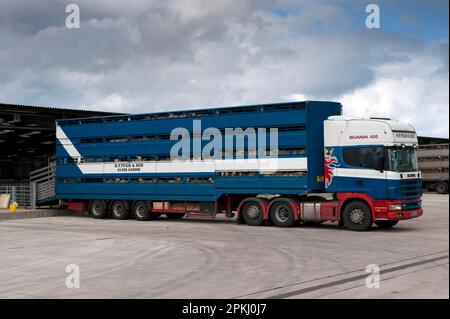 Élevage de moutons, troupeau de moutons en train d'être chargé sur wagon au marché, magasin de vente aux enchères de Welshpool, Welshpool, Powys, pays de Galles, Royaume-Uni Banque D'Images