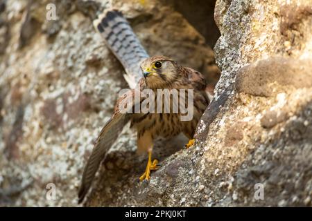 Kestrel européen (Falco tinnunculus), Pelm, Kasselburg, Eifel, Allemagne, Europe Banque D'Images