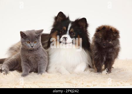 British Shorthair, chien mixte (petit Pomeranien) et petit Pomeranien, chiot, 12 semaines Banque D'Images