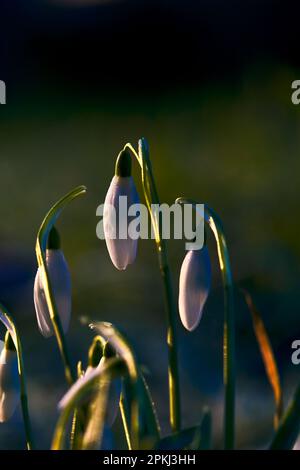 Trois Snowdrops (Galanthus nivalis) bourgeonnent et fleurissent le matin d'hiver. Banque D'Images