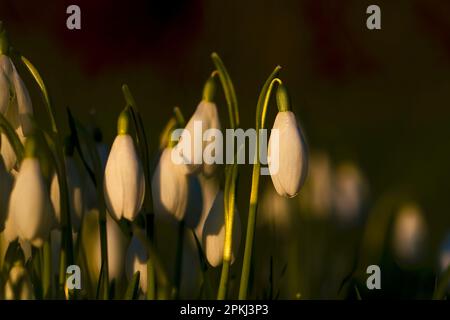 Les gouttes de neige (Galanthus nivalis) bourgeonnent et fleurissent le matin d'hiver. Banque D'Images