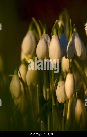 Les gouttes de neige (Galanthus nivalis) bourgeonnent et fleurissent le matin d'hiver. Banque D'Images