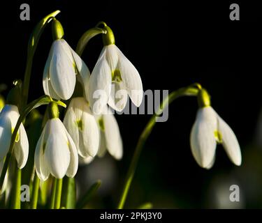 Les gouttes de neige (Galanthus nivalis) bourgeonnent et fleurissent le matin d'hiver. Banque D'Images