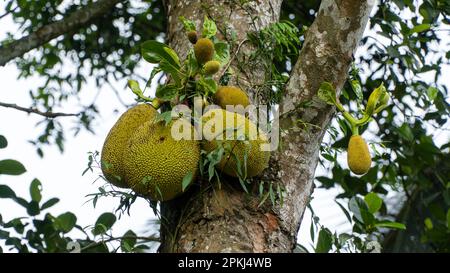 Jackfruit sur l'arbre dans le jardin. (Artocarpus heterophyllus) Banque D'Images