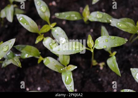 Jeunes plants faits maison de poivron doux en sol noir, lits de légumes. Banque D'Images