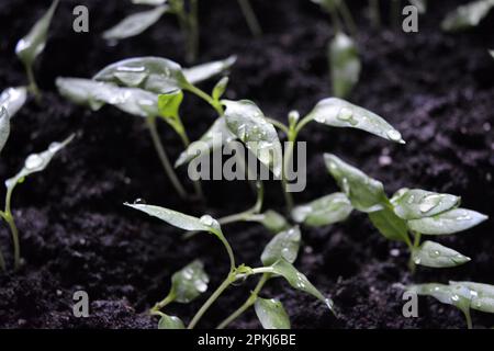 Jeunes plants faits maison de poivron doux en sol noir, lits de légumes. Banque D'Images