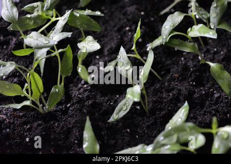 Jeunes plants faits maison de poivron doux en sol noir, lits de légumes. Banque D'Images