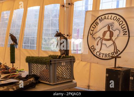 Santanyi, Espagne; mars 26 2023: Foire de chasse et de chasse dans la ville de Majorcan de Santanyi. Exposition sur les hiboux et les oiseaux de proie Banque D'Images