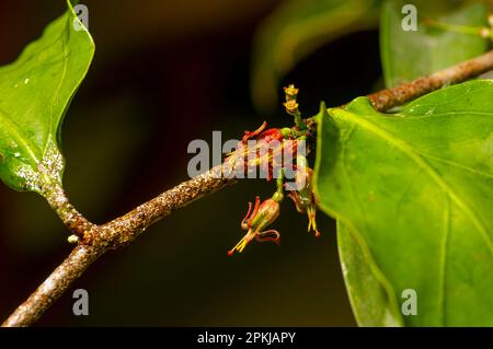 Loranthus sp. fleur, plantes parasitaires, feuille simple, il a une structure gonflée dans la zone entre la base de la tige et la plante hôte, formant la vésicule de la couronne comme st Banque D'Images