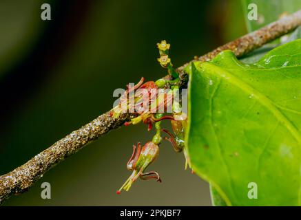 Loranthus sp. fleur, plantes parasitaires, feuille simple, il a une structure gonflée dans la zone entre la base de la tige et la plante hôte, formant la vésicule de la couronne comme st Banque D'Images