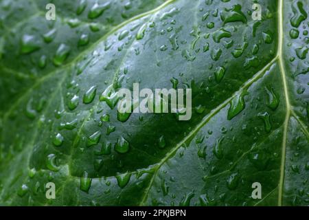 Gouttes de pluie sur les feuilles vertes. Feuilles vertes mouillées par temps pluvieux. Gouttes de pluie brillantes sur une feuille verte. Banque D'Images