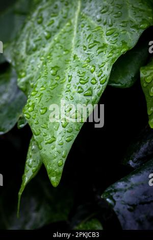 Gouttes de pluie sur les feuilles vertes. Feuilles vertes mouillées par temps pluvieux. Gouttes de pluie brillantes sur une feuille verte. Banque D'Images