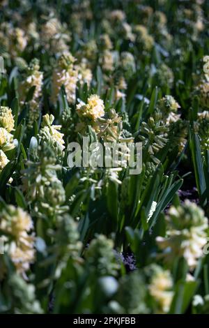 Belles fleurs blanches cultivées sur le jardin Banque D'Images