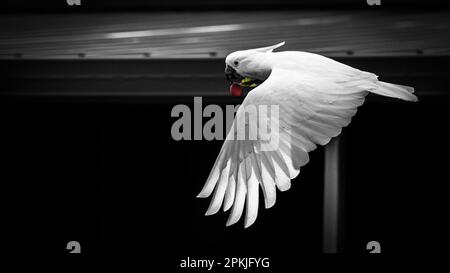 Un cockatoo blanc australien volant en plein air, les ailes s'étendent et se battent dans le vent, en échelle de gris Banque D'Images