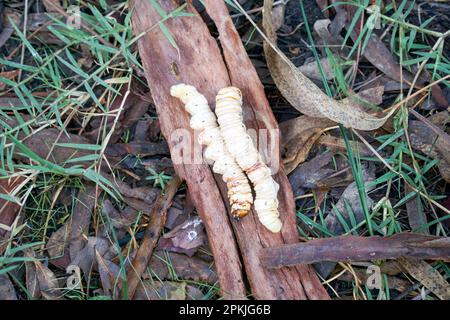 Le GRUB de Bardi vit dans des tunnels dans le sol et les adultes se marient dans le Moth de pluie ou Trittena atripalpis Banque D'Images